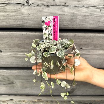 Ceropegia woodii (Lampášik) ´VARIEGATA´, kont. P11 , výška ⌀ 10 cm